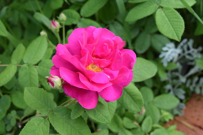 Rosa galica oficinalis