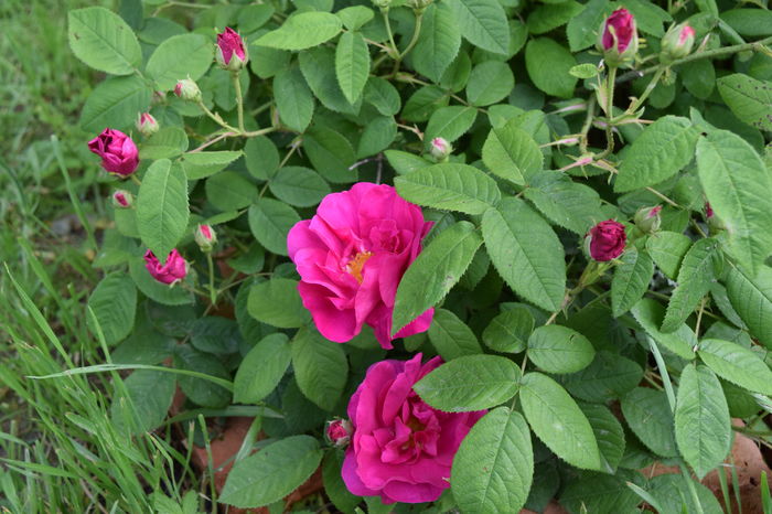 Rosa galica oficinalis