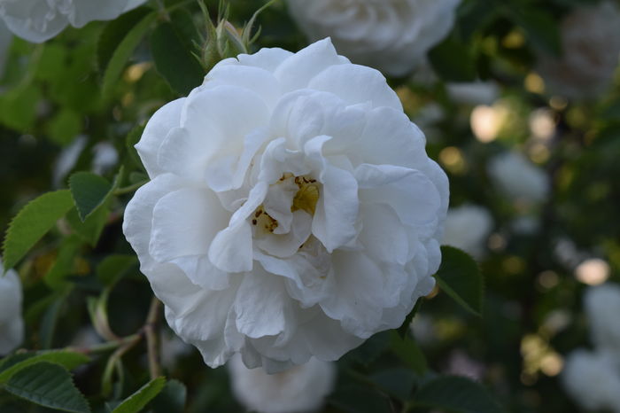 Alba MAxima