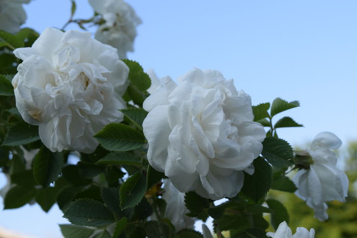 Alba maxima