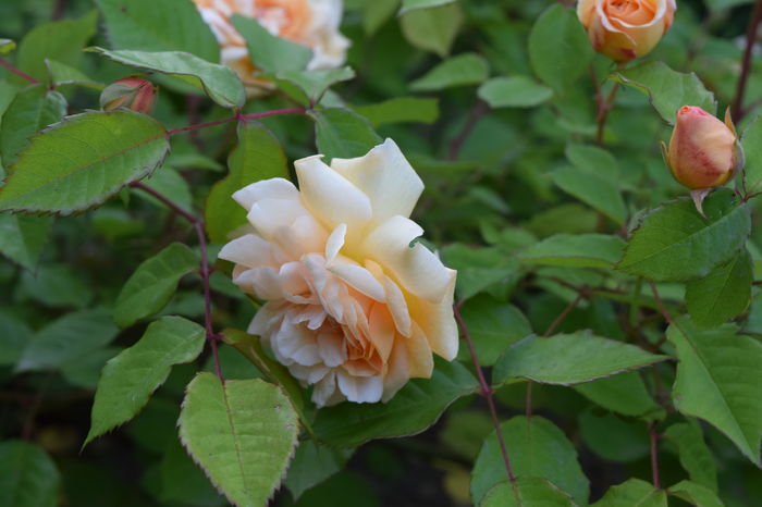 Buff beauty_multumesc Sanflora ! - 2016 Gradina Rozelor_Mai