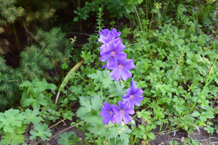 Geranium Magnificum