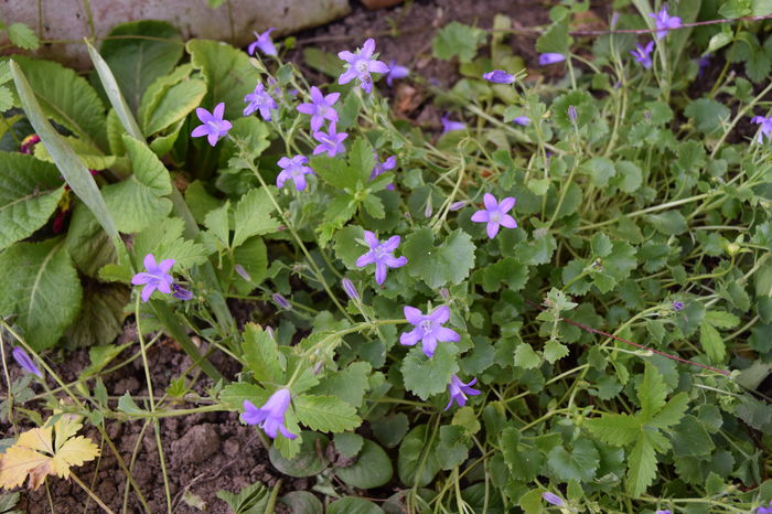 Campanula portenschlagiana