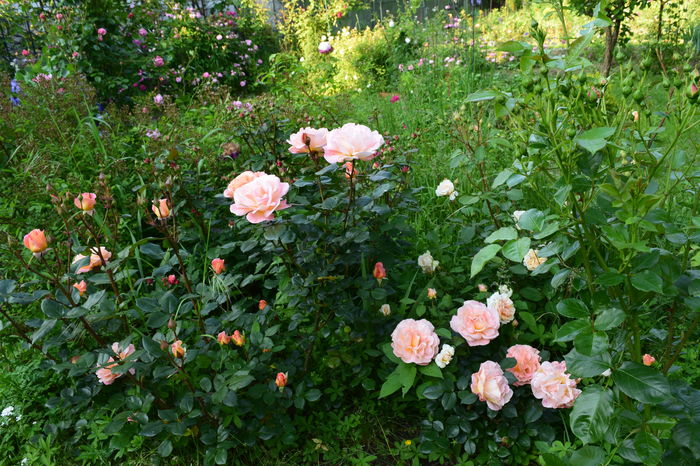 Rose Mary_Harkness