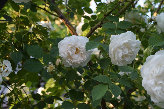 Alba Maxima