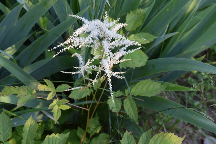 Aruncus aethusifolius