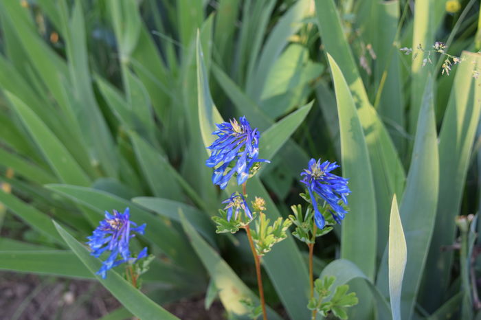 Corydalis Elata