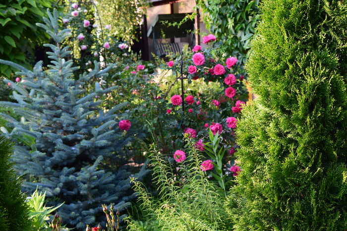 Rosarium Ueterson