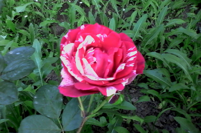 IMG_20160522_202443 - 5Primavara 2016