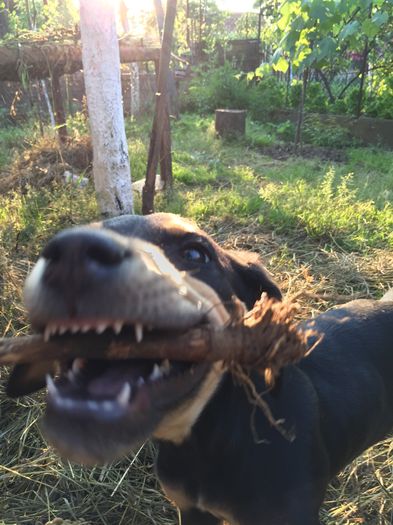 image - 1----Copoi ardelenesc