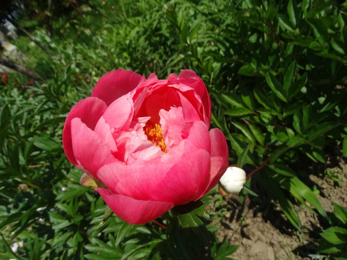 DSC03525 - b-primavara-2016