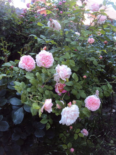DSC01251