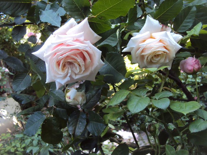 DSC01258