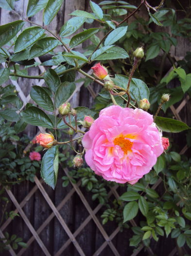 DSC01263