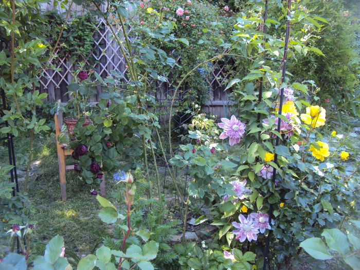 DSC01275 - CLEMATITE