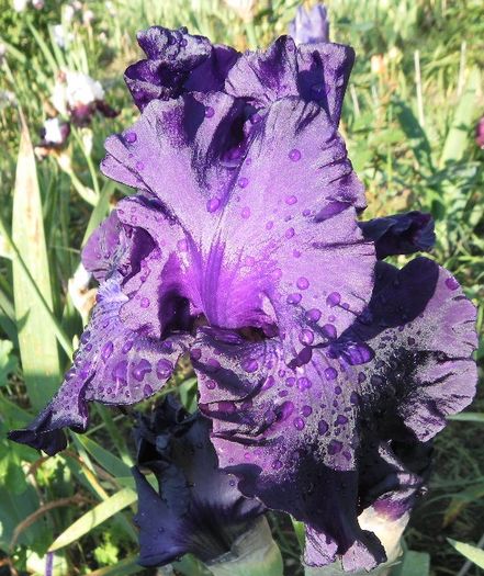 Emperor's Delight (1) - Irisii mei