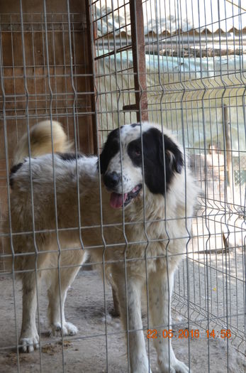 DSC_0065 - CIOBANESC DE BUCOVINA-LORD
