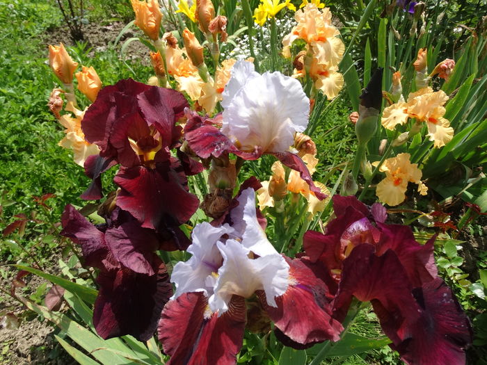 DSC03548 - c-irisi 2016