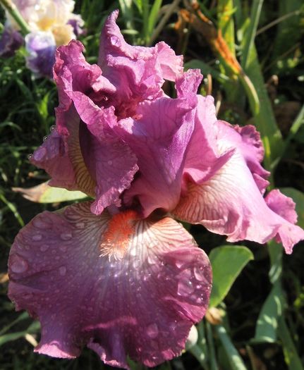 Mallow Dramatic - Irisii mei