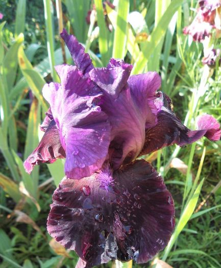 Plum Fun - Irisii mei