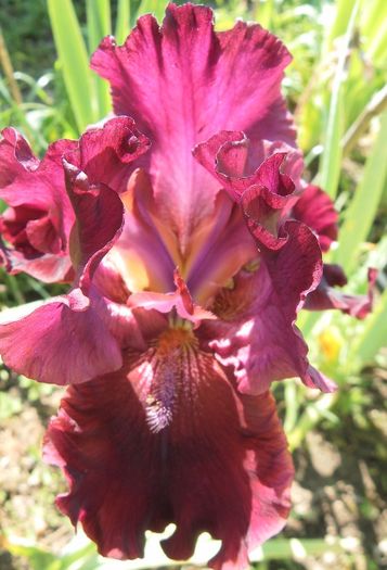 Schortman's Garnet Ruffle (2) - Irisii mei