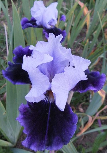 Silken Shadow (2) - Irisii mei