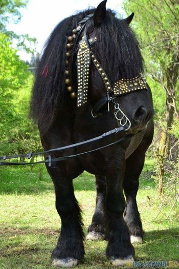 FB_IMG_1463941690878