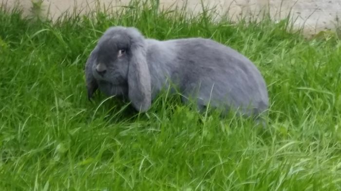 20160521_200335 - 06F2Albastru vanduta