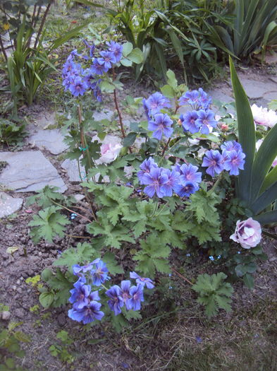 Geranium Magnificum - Geranium si alte perene