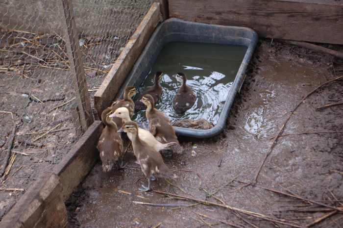 DSC_0906; 4 "mandarine" standard, 1 pui alb si 2 frati de cuib "carolini"
