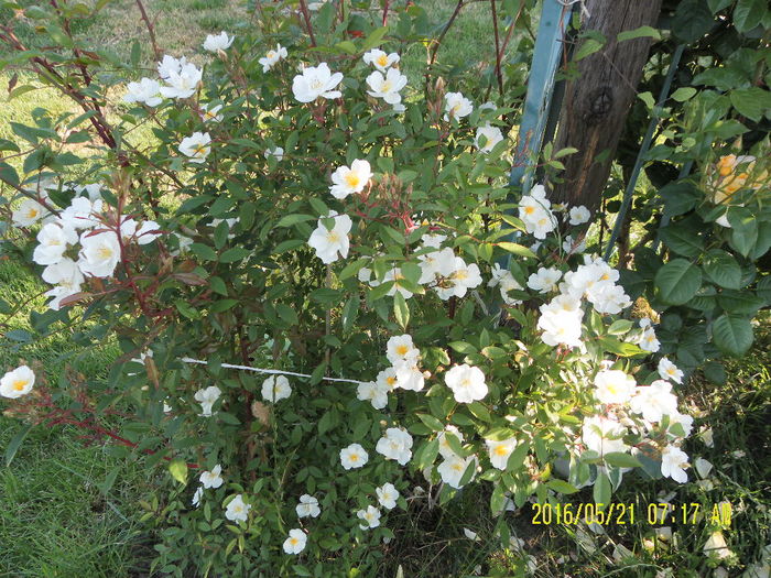 SAM_9448 - Gradina mea