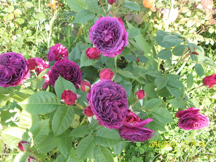 SAM_9473 - Gradina mea