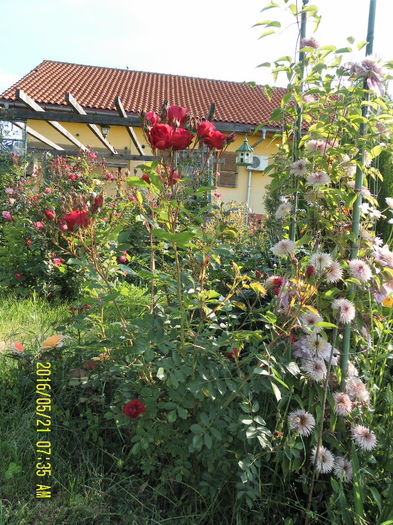 SAM_9501 - Gradina mea