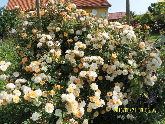 SAM_9576 - Gradina mea