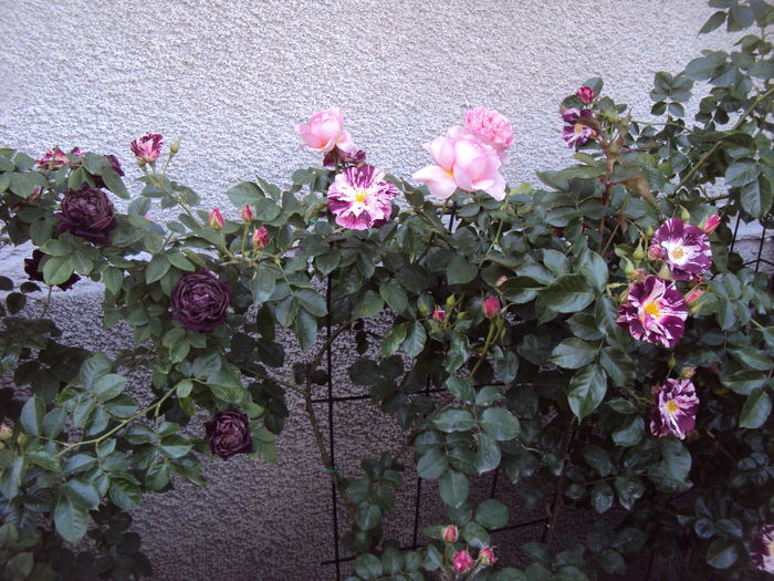 DSC01288