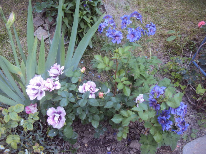 DSC01300