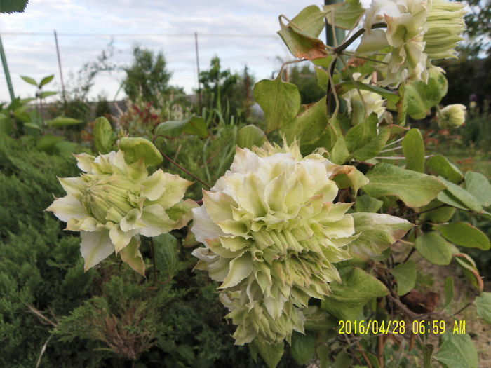 Midori (4)