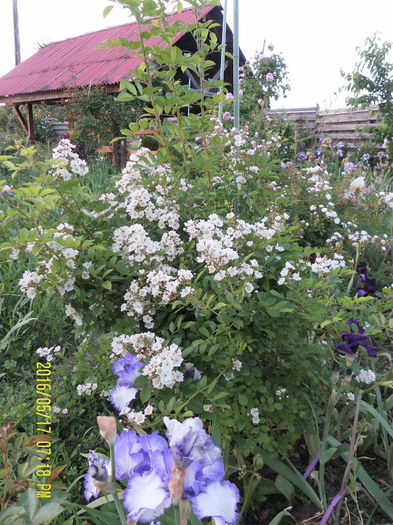 Rosa Multiflora (2) - Gradina mea