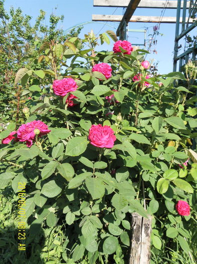 Rose de resht - Gradina mea