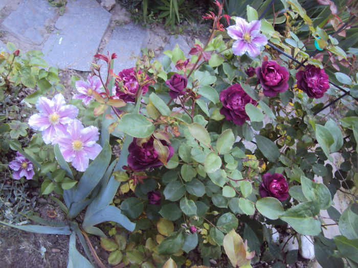 DSC01349