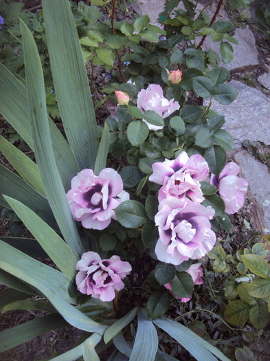 DSC01351