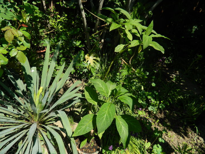 DSCN7842 - 2016 YUCCA SI LONICERA