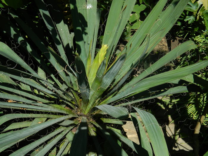 DSCN7843 - 2016 YUCCA SI LONICERA