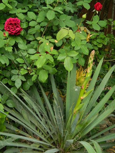 DSCN8526 - 2016 YUCCA SI LONICERA