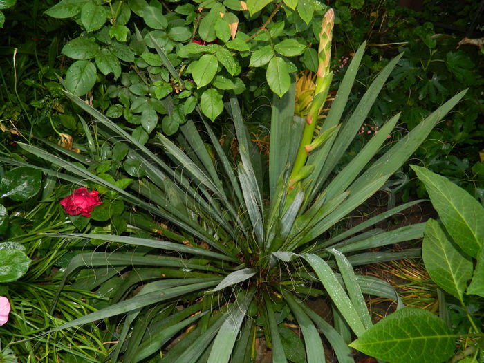 DSCN8620 - 2016 YUCCA SI LONICERA