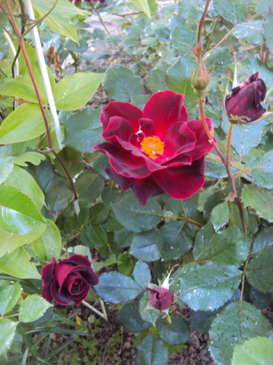 DSC01386 - 2016 Gradina rozelor