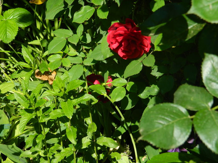 DSCN8132 - 2016 TRANDAFIRI