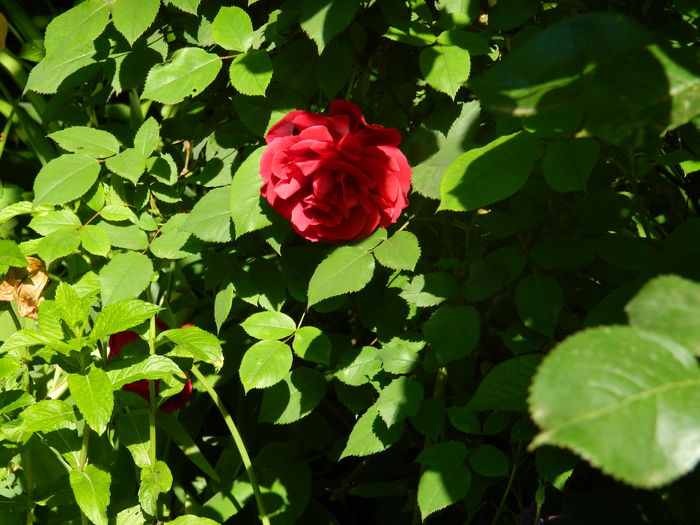 DSCN8133 - 2016 TRANDAFIRI