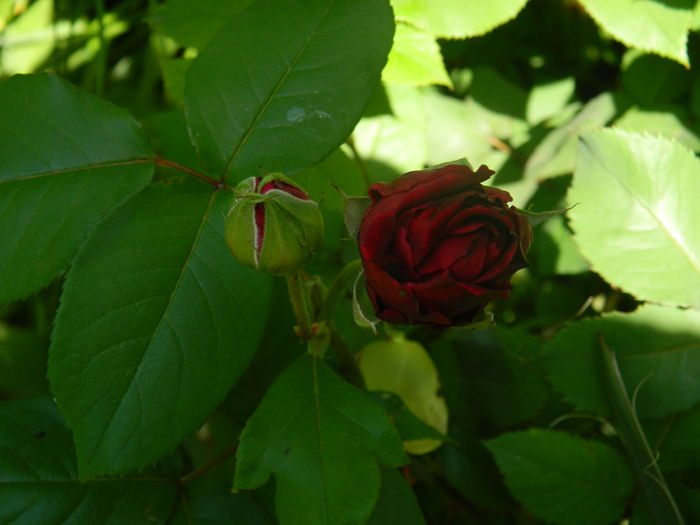DSCN8136 - 2016 TRANDAFIRI
