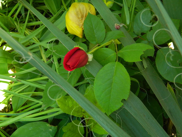 DSCN8137 - 2016 TRANDAFIRI